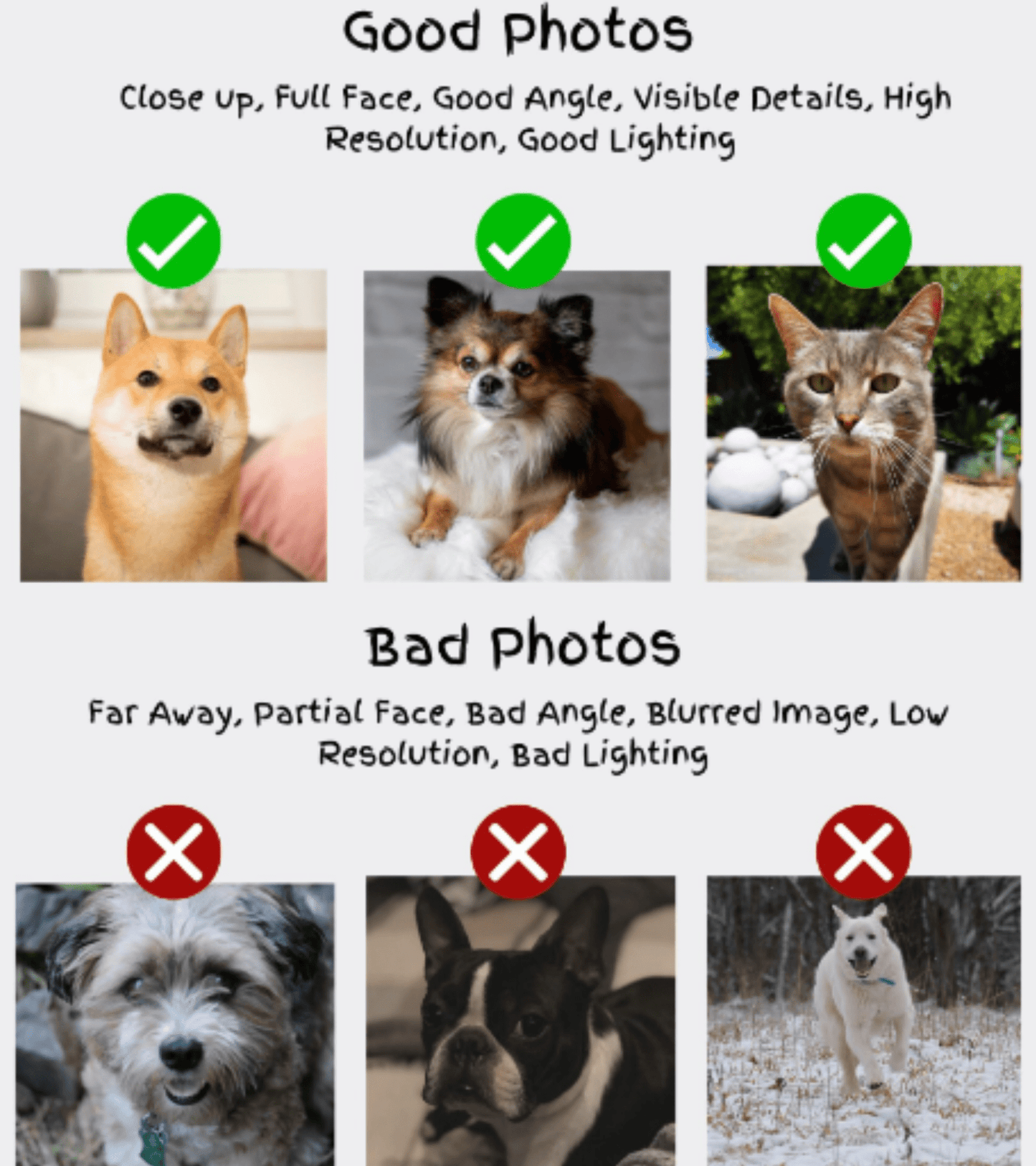 Good and bad examples of pet photos for custom biker pet portraits